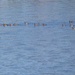 Geese in a Row by jyokota