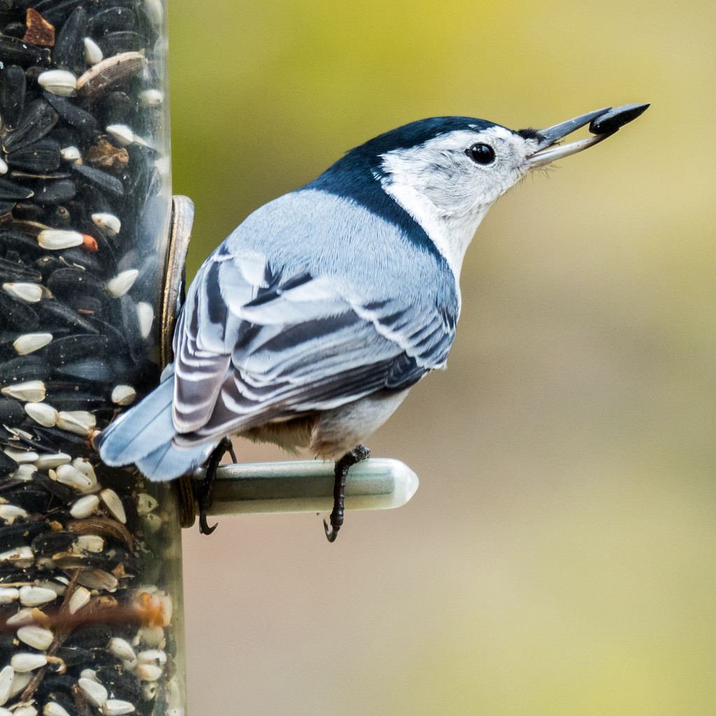 Nuthatch by rminer