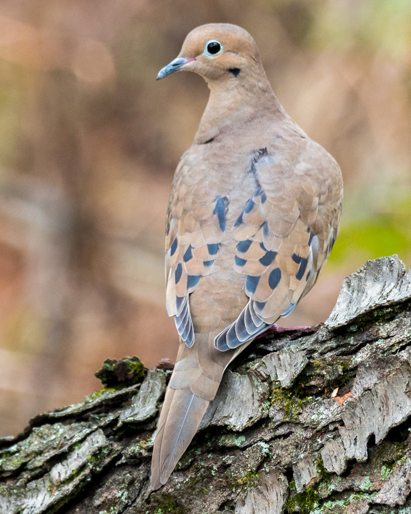 Mourning Dove Portrait by rminer
