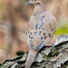 Mourning Dove Portrait by rminer