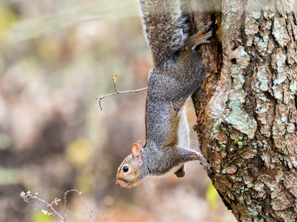 Squirrel Orginal by rminer