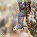 Squirrel Orginal by rminer