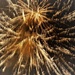 Firework Extravaganza by carole_sandford