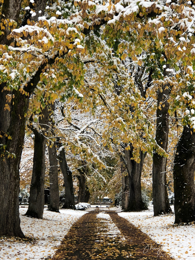~Snowy Path~ by crowfan