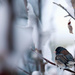 Junco in the Snowy Tree by gq