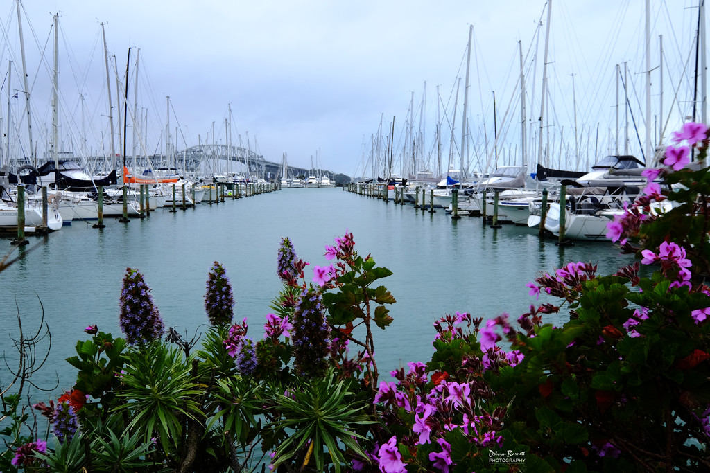 Westhaven marina with spring flowers by dkbarnett