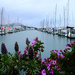 Westhaven marina with spring flowers by dkbarnett