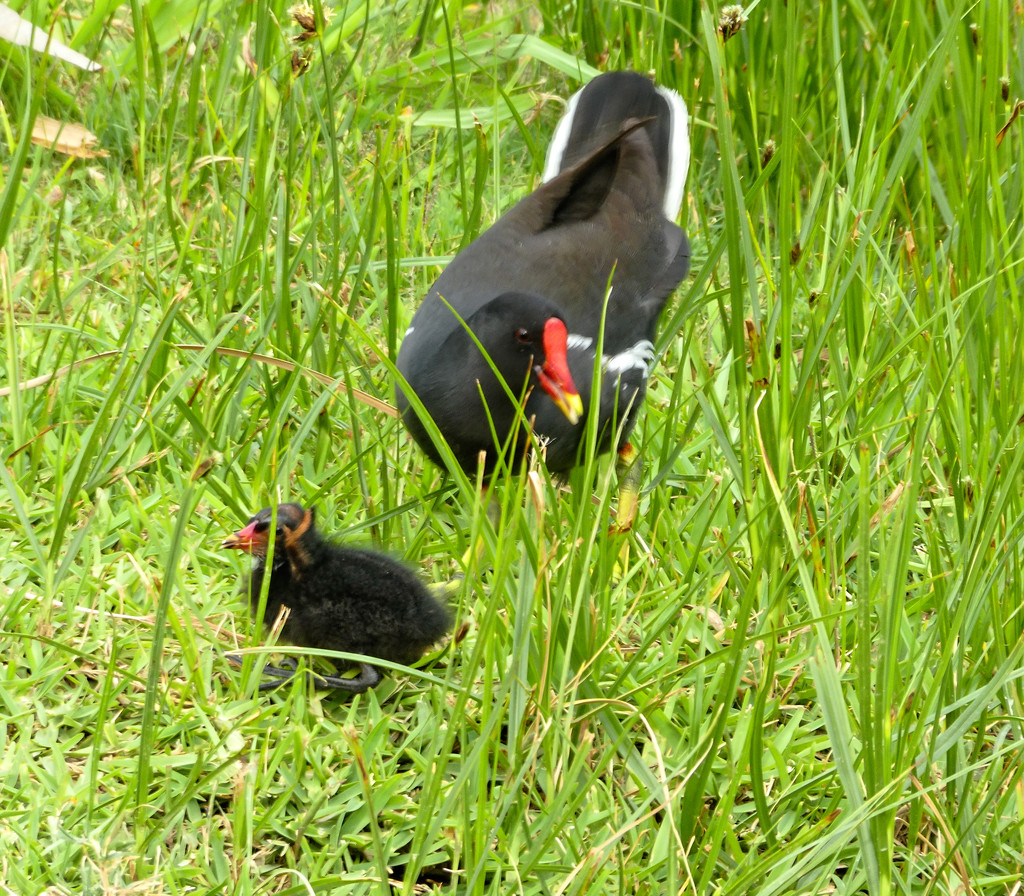 A Common Moorhen and her chick. by ludwigsdiana