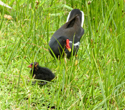 4th Nov 2017 - A Common Moorhen and her chick.