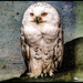 Owl watch by stuart46