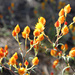 Outback Wildflowers of SW of Western Australia 1 by leestevo