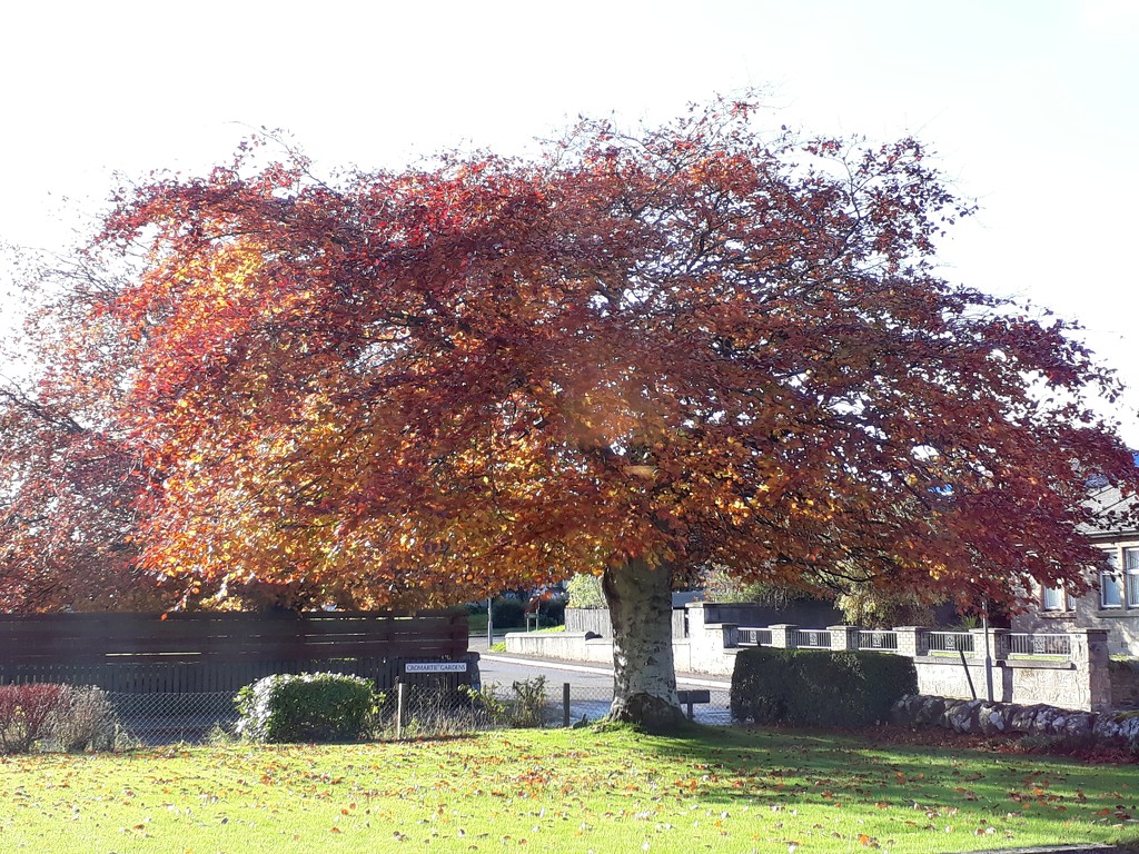 Glorious Copper Beech  by sarah19