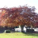 Glorious Copper Beech  by sarah19