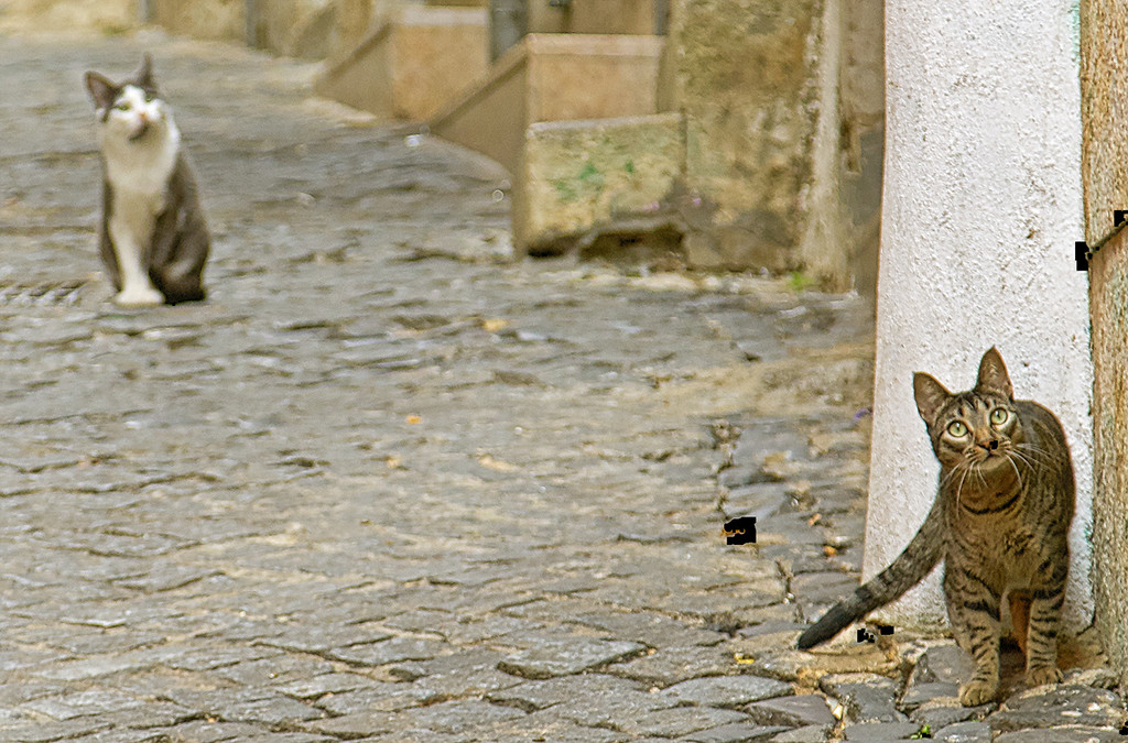 Alfama Cats by gardencat