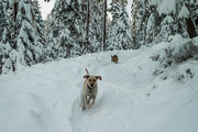 4th Nov 2017 - Dogs Loving the Snow!
