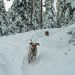 Dogs Loving the Snow! by 365karly1