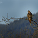 Red Tailed Hawk by jgpittenger