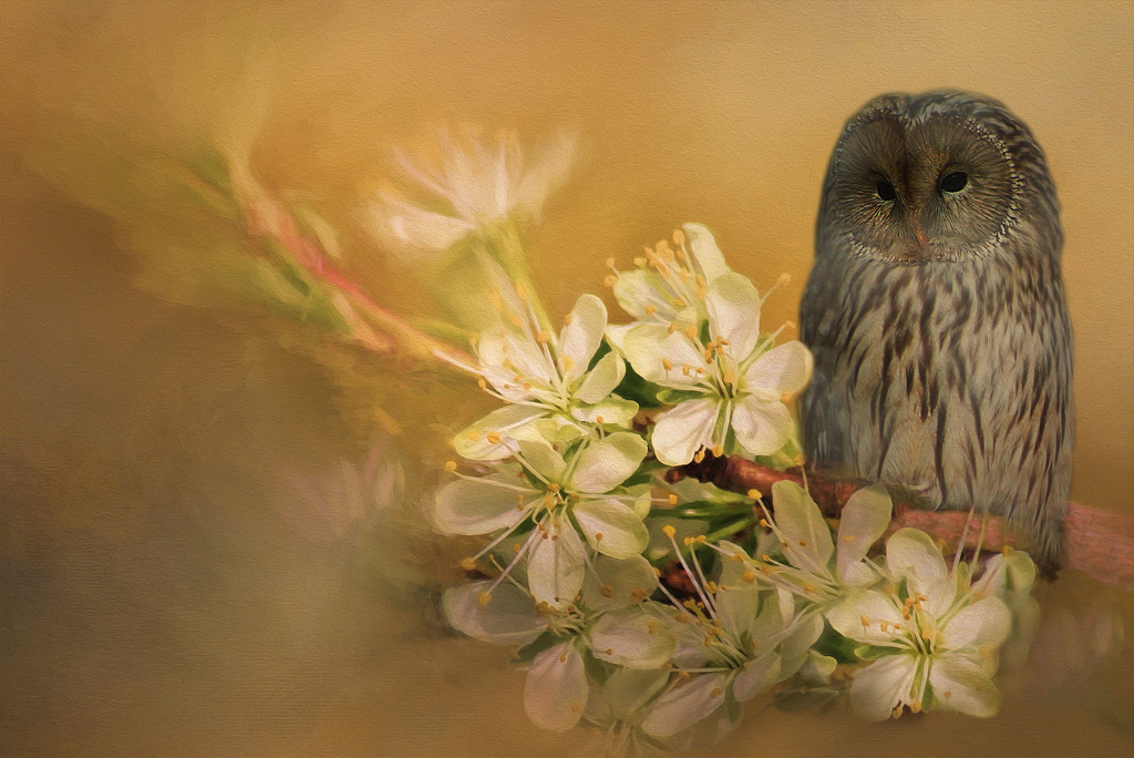 Owl Blossom by jesperani