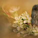 Owl Blossom by jesperani