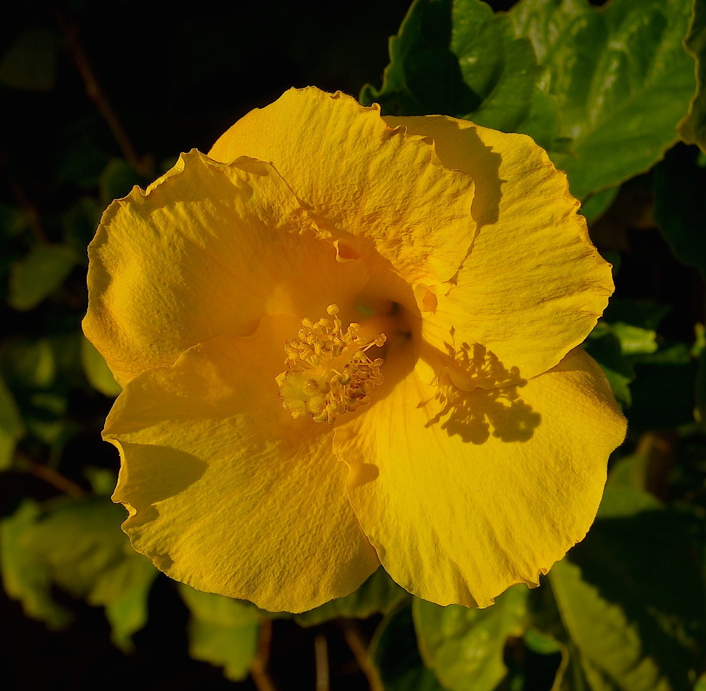 Hibiscus  by congaree