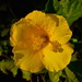 Hibiscus  by congaree