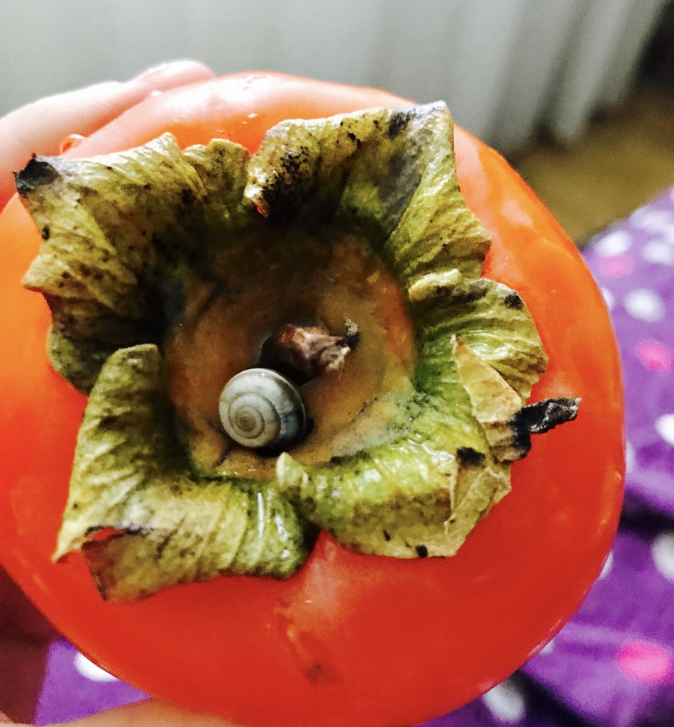 Snail on my Fruit! by sarahabrahamse