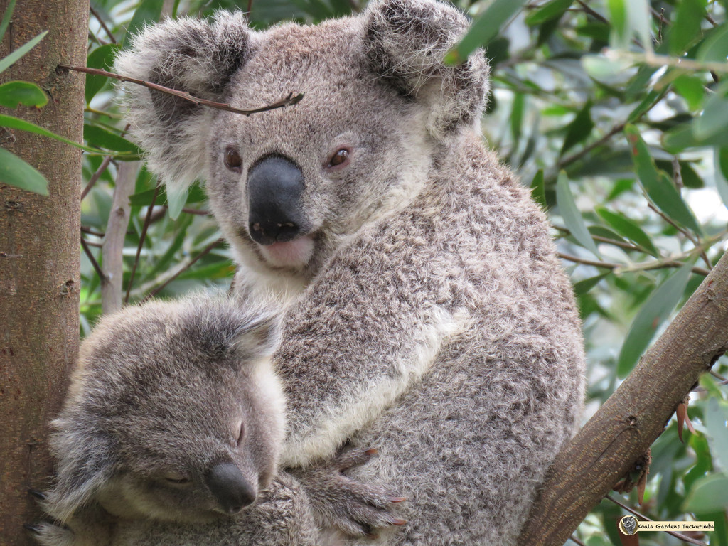 lap warmer by koalagardens