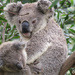 lap warmer by koalagardens