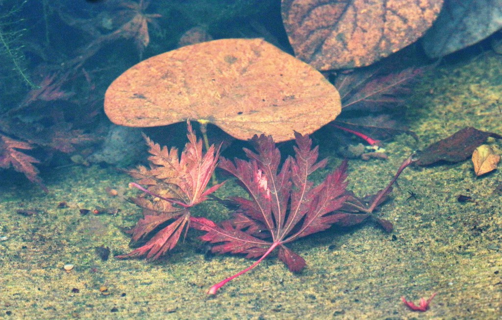Underwater Autumn Boquet by juliedduncan
