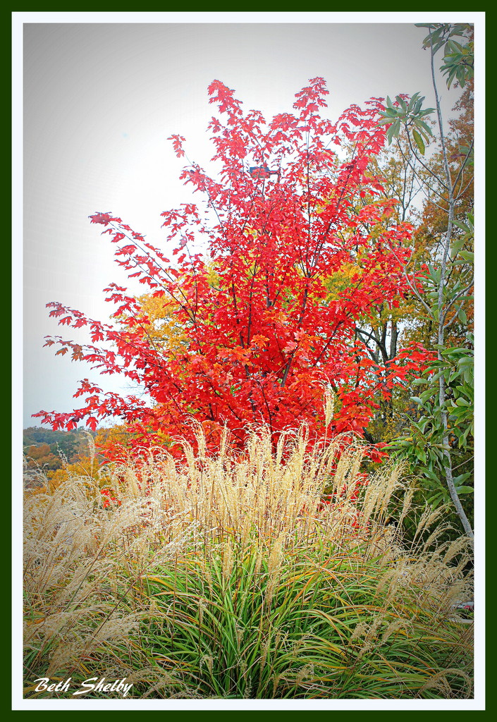 A Little Red Tree by vernabeth