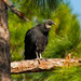 Vulture Taking a Break! by rickster549