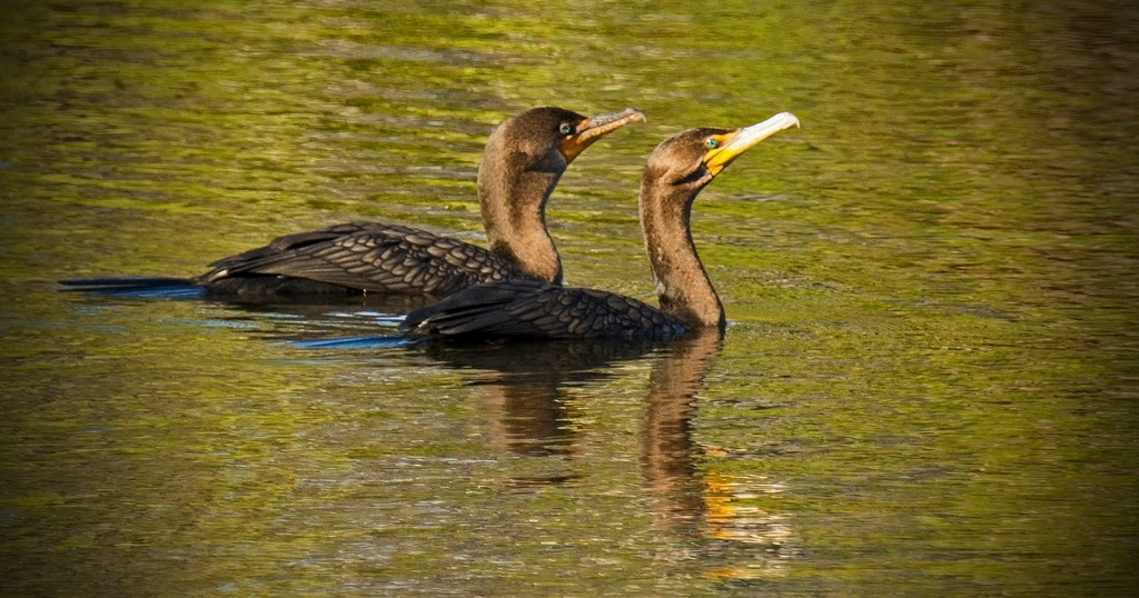 Double-Crested Cormorants! by rickster549