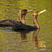 Double-Crested Cormorants! by rickster549