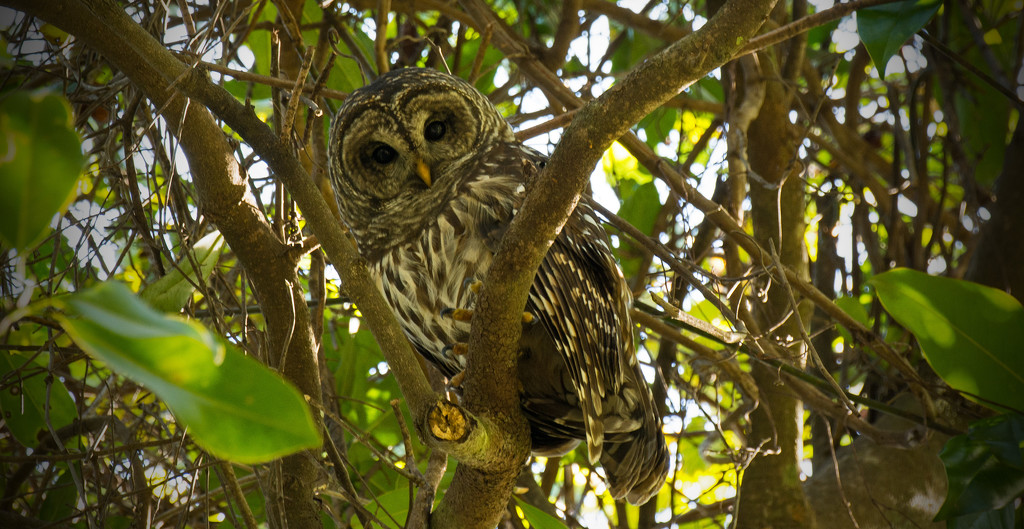 Barred Owl Checking Me Out! by rickster549