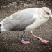 Seagull W: 100 by swillinbillyflynn