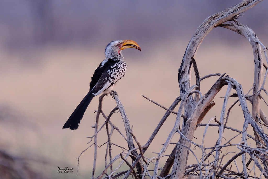Southern Yellow Billed Hornbill by dkbarnett