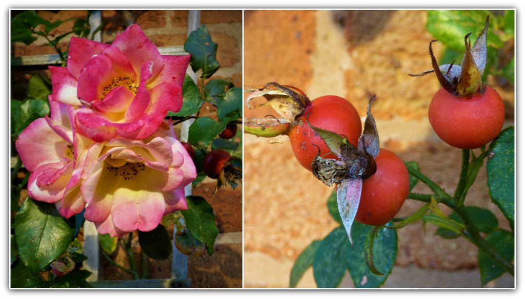 Roses and rosehips in November  by beryl