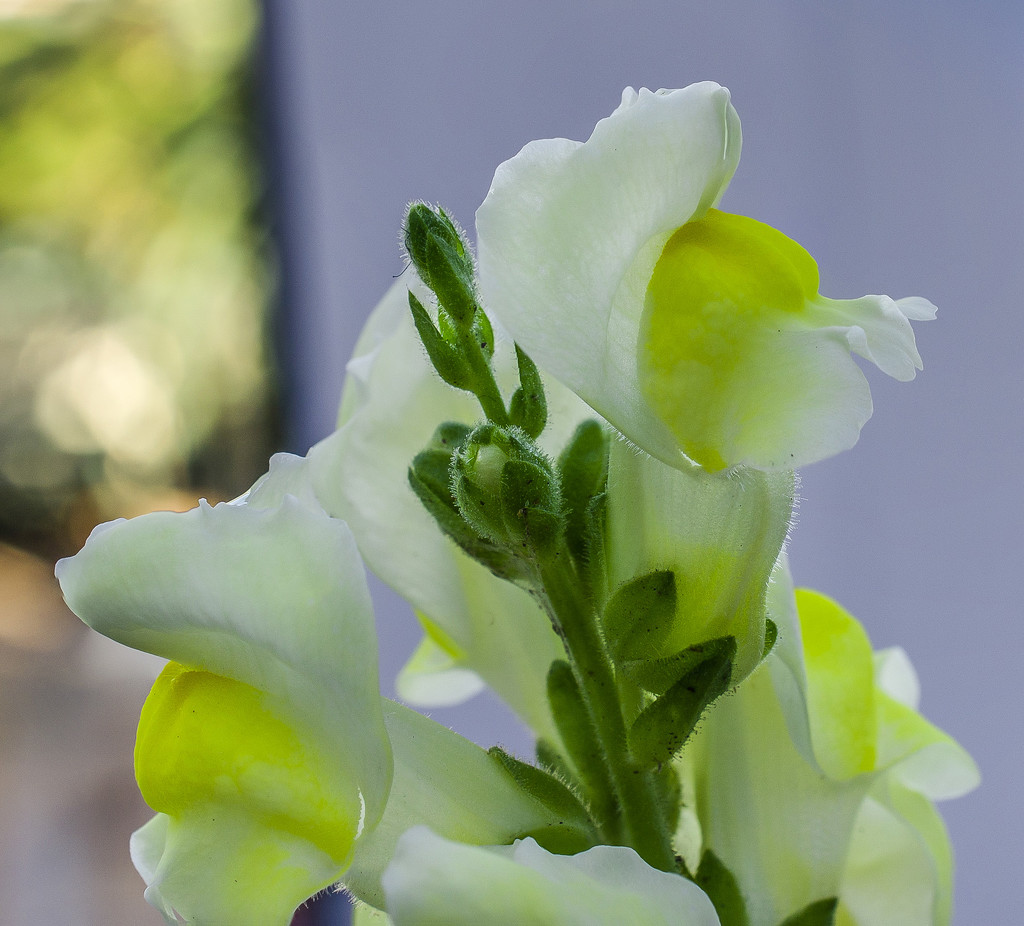 Focus Stacking Snapdragon. by tonygig