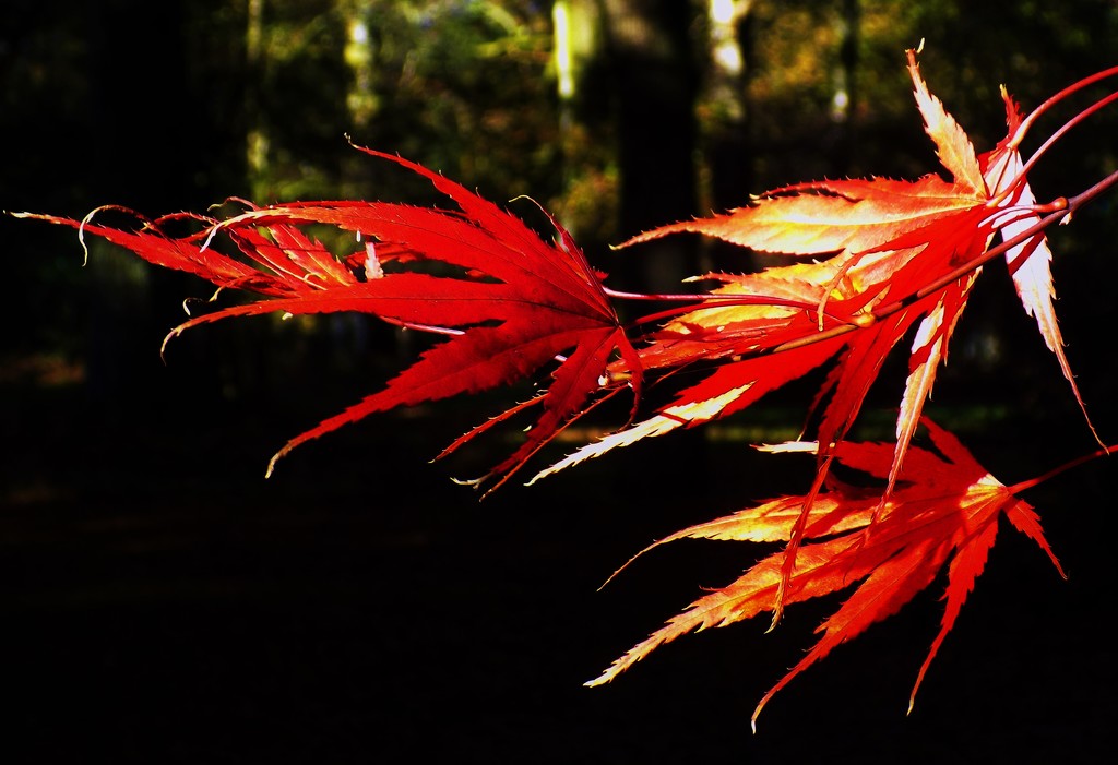 Autumn red by flowerfairyann