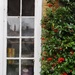 Window Berries by will_wooderson