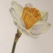 5th Nov 2017 - Daffodil