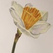 Daffodil by pesus