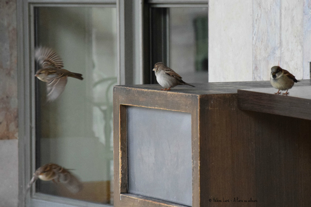 Just for fun: sparrows by parisouailleurs