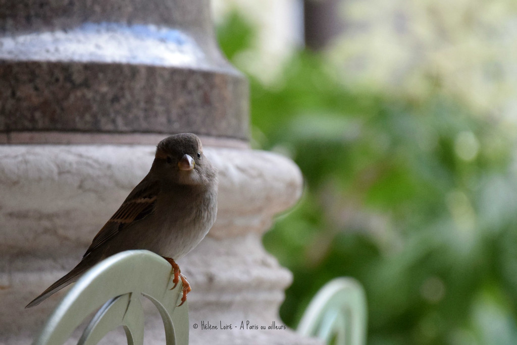 Miss Sparrow by parisouailleurs