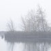 fog reed bed 2 365 by davidrobinson