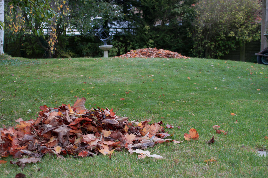 Piles of leaves by jon_lip