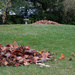 Piles of leaves by jon_lip