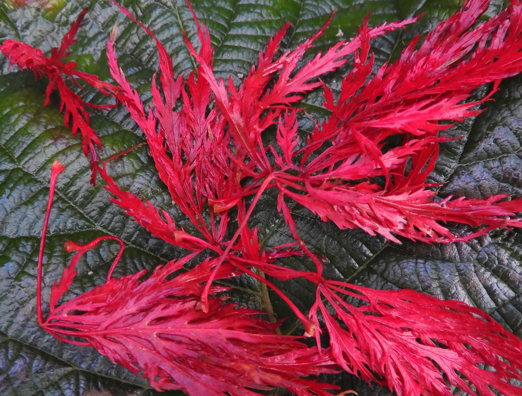 DSCN5708 red leaves by marijbar