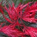 DSCN5708 red leaves by marijbar