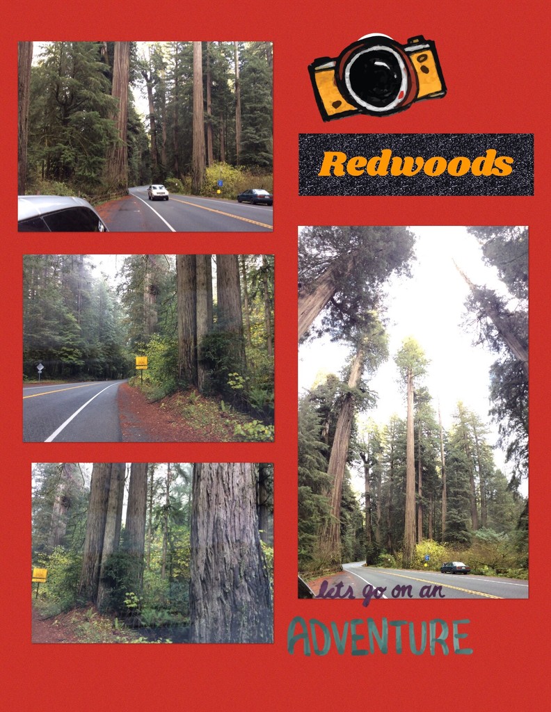 Thankful for Redwoods by pandorasecho